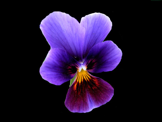 429831 (a): :1600x1200